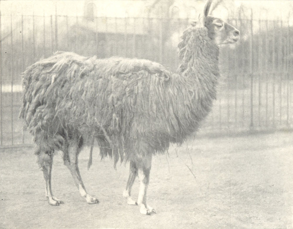 LLAMAS. Llama 1912 old antique vintage print picture